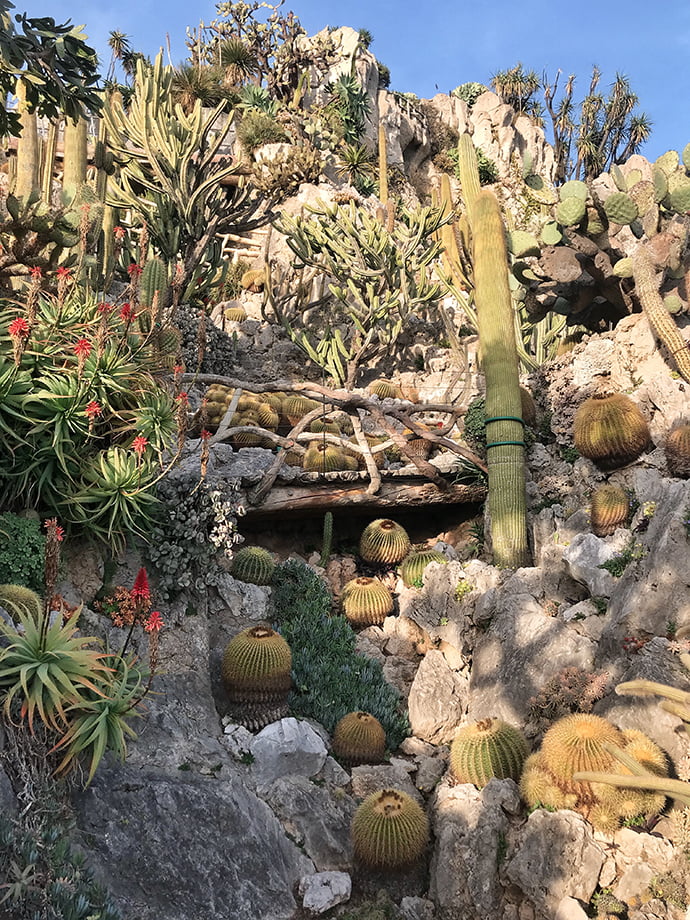 Cactus-botanical-garden-monaco