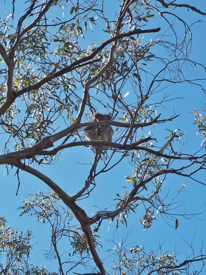 Koala-690x920